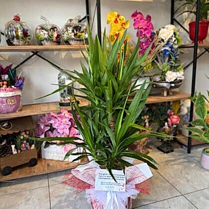 Yucca Bitkisi(Yukka)