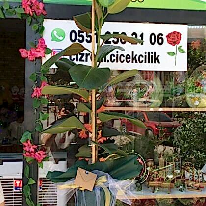 Kauçuk Bitkisi – Tekli & Çiftli Dal Seçenekli | Cizre & Şırnak İlçelerine Teslimat